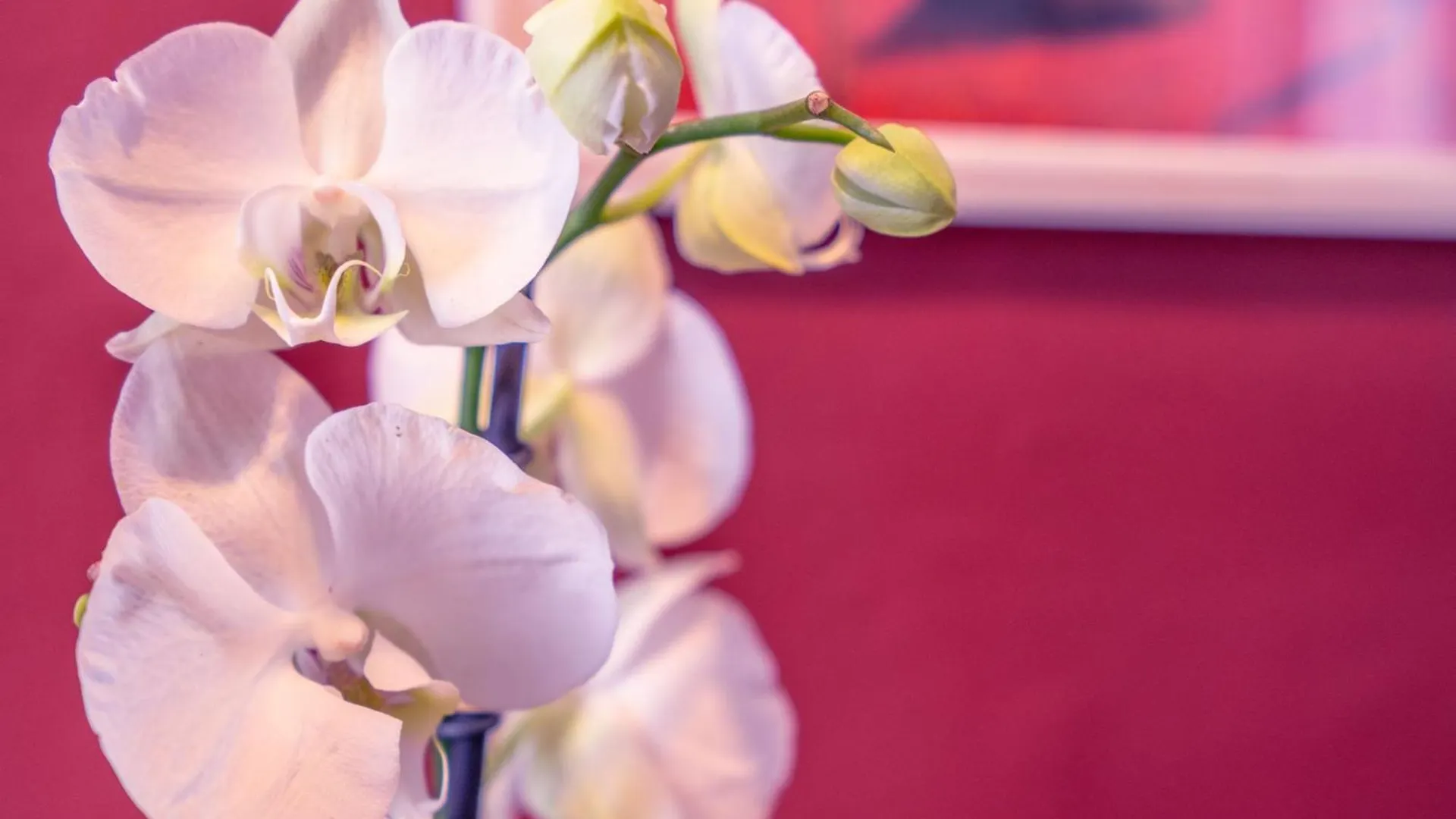 Il Magnifico Firenze Hotel Italy